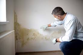 Trusted Dalton, GA Mold Removal & Remediation Experts